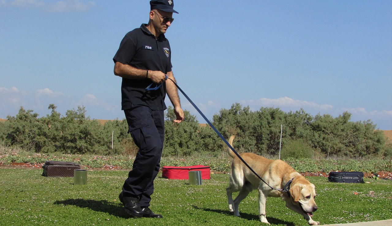 How To Train Your Dog To Track People In The City